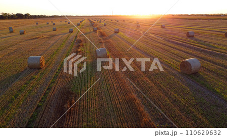 Many bales of wheat straw twisted into rolls with long shadows after wheat harvest lie on field during sunset sunrise. Flying over straw bales rolls on field. Aerial drone view. Agricultural landscape 110629632