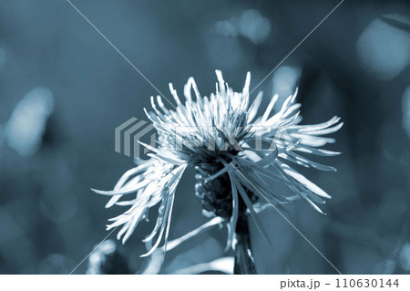 Beautiful blooming blue flower with thin petals and stamen on blurred green background close-up. Natural nature Beautiful blooming blue flower with thin petals and stamen on blurred green background close-up. Natural nature 110630144