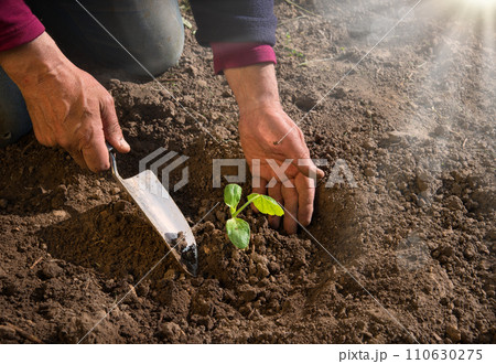 Male hands planting a cucumber seedling Male hands planting a cucumber seedling 110630275