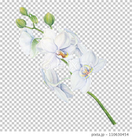 White orchid flower painting. Delicate realistic botanical watercolor hand drawn illustration. Clip art for wedding invitations, decor, textiles, gifts, packaging, floristry, flower farming and shops 110630454