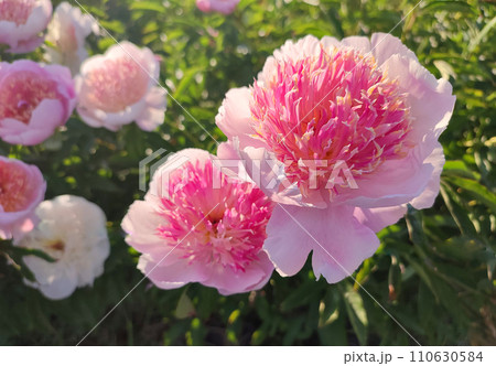 Large big peony flower with large petals of pink crimson red color with stamens and green leaves close-up. Beautiful blossoming of beautiful Peony flower. Beautiful flower peony blossom in spring Large big peony flower with large petals of pink crimson red color with stamens and green leaves close-up. Beautiful blossoming of beautiful Peony flower. Beautiful flower peony blossom in spring 110630584