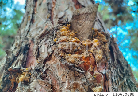The trunk of a pine tree with a broken dry branch, resin seeped out of the damaged holes, which hardened 110630699