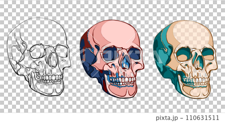 A set of skulls, a linear drawing of a cranium and two colored skulls. 110631511