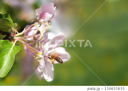 A flying honey bee collects pollen from apple blossoms. Copyspace. Selective focus. A flying honey bee collects pollen from apple blossoms. Copyspace. Selective focus. 110631635