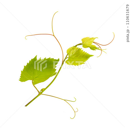 Grapevine and grape leaves isolated on white . 110631679
