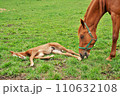 馬の親子　寝ている仔馬と傍にいる親馬　北海道　十勝平野　上川郡清水町　 110632108