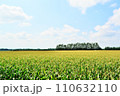 広大なトウモロコシ畑　十勝平野　北海道 110632110