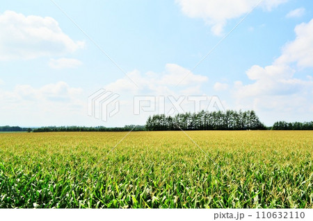 広大なトウモロコシ畑　十勝平野　北海道 110632110