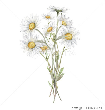Watercolor Daisy. Hand drawn illustration of Chamomile. bouquet of white blossom flowers on isolated background. Drawing botanical clipart invitation cards. Hand painted summer rustic wildflowers. Watercolor Daisy. Hand drawn illustration of Chamomile. bouquet of white blossom flowers on isolated background. Drawing botanical clipart invitation cards. Hand painted summer rustic wildflowers. 110633141