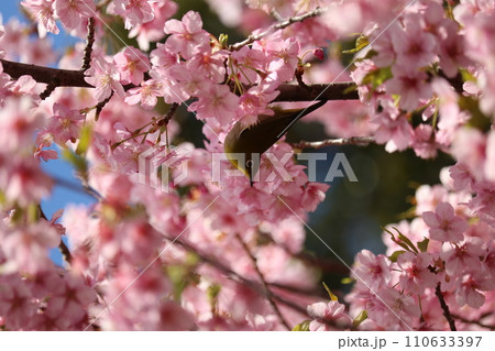河津桜と枝に憩うメジロ white-eye resting on cherry branch 110633397