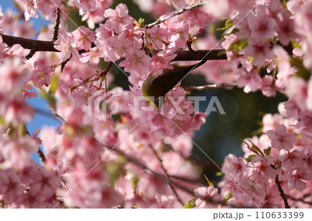 河津桜と枝に憩うメジロ white-eye resting on cherry branch 河津桜と枝に憩うメジロ white-eye resting on cherry branch 110633399