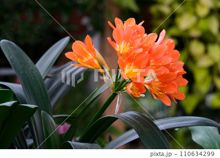 Clivia (Latin Clivia) - genus of perennial evergreen herbaceous plants Clivia (Latin Clivia) - genus of perennial evergreen herbaceous plants 110634299