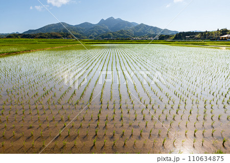 田園風景　南さつま市金峰山と早苗 110634875