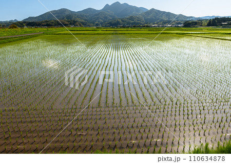 田園風景　南さつま市金峰山と早苗 110634878