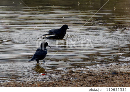 水辺で水浴びをするカラス科ハシボソガラス 水辺で水浴びをするカラス科ハシボソガラス 110635533