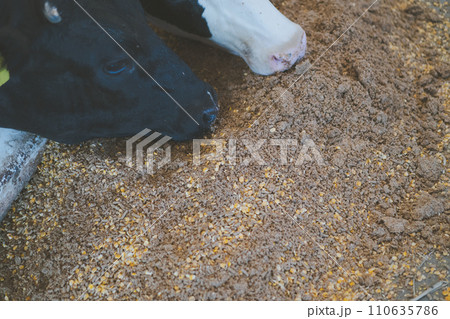 ranch ranch 110635786
