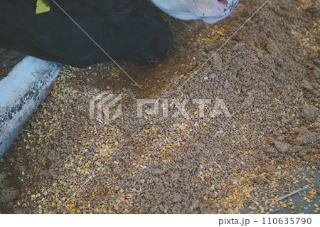 ranch 110635790