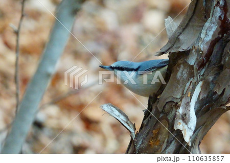 木の枝に止まるゴジュウカラ 110635857