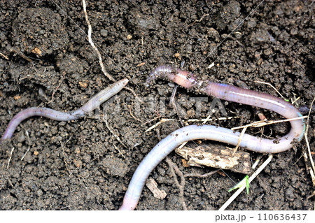 釣りの餌として珍重されるドバミミズ 釣りの餌として珍重されるドバミミズ 110636437