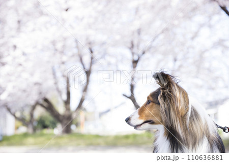 桜と犬 シェルティー 桜と犬 シェルティー 110636881