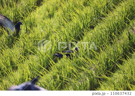 田んぼに餌を食べに集まるハト 110637432