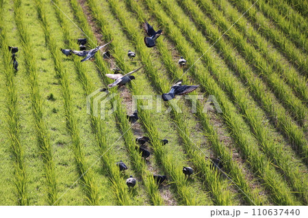 田んぼに餌を食べに集まるハト 110637440