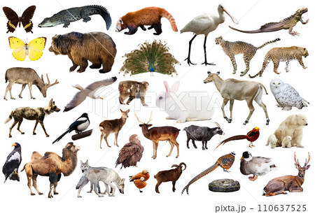 animal collection asia animal collection asia 110637525