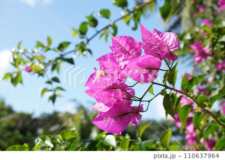ガーデニング、沖縄の庭にブーゲンビリア ガーデニング、沖縄の庭にブーゲンビリア 110637964
