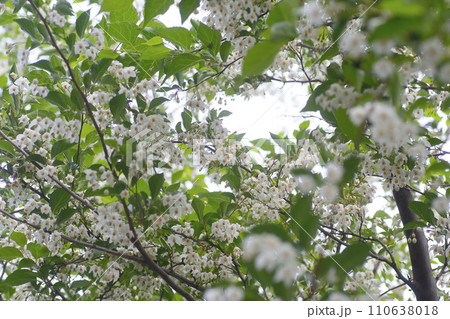 白いエゴノキの花 110638018
