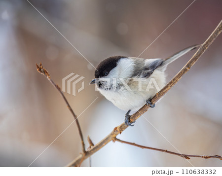 Cute bird the willow tit, song bird sitting on a branch without leaves in the winter. 110638332