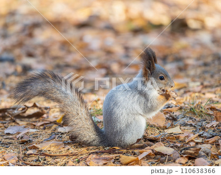 Autumn squirrel with nut sits on green grass with fallen yellow leaves Autumn squirrel with nut sits on green grass with fallen yellow leaves 110638366