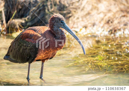The glossy ibis, latin name Plegadis falcinellus, searching for food in the shallow lagoon. The glossy ibis, latin name Plegadis falcinellus, searching for food in the shallow lagoon. 110638367