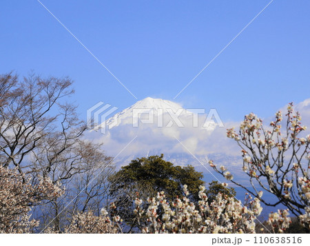 白梅の花の向こうに見える富士山 3月風景・富士山279白梅H4.3の写真素材 [110638516] - PIXTA