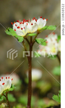 赤い雄しべがかわいらしい高尾山の宝物 花(3月)ハナネコノメ(花猫の目)05-1V9.16 赤い雄しべがかわいらしい高尾山の宝物 花(3月)ハナネコノメ(花猫の目)05-1V9.16 110638522