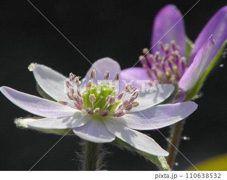 春の光を浴びて輝く満開の雪割草 花(3月)ユキワリソウ(雪割草)20H4.3 春の光を浴びて輝く満開の雪割草 花(3月)ユキワリソウ(雪割草)20H4.3 110638532