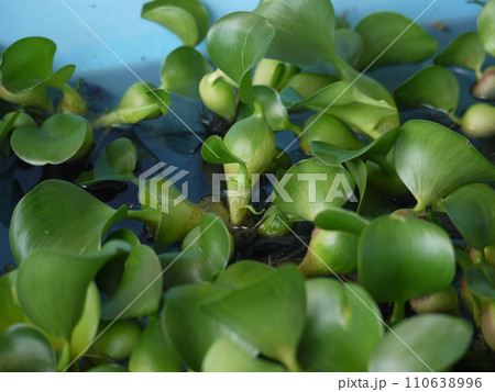 水面のホテイソウ 110638996