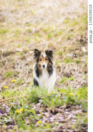 春、屋外でお座りをする犬　シェルティー 110639018