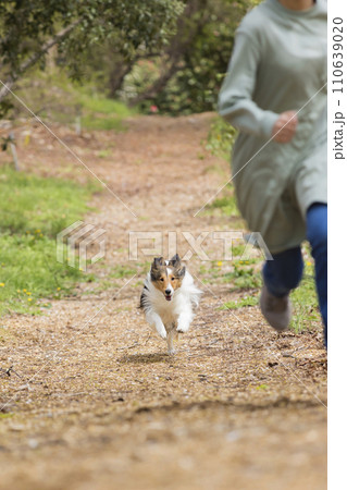 飼い主と一緒に走る犬　シェルティー 110639020