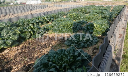 家庭菜園の如月菜、1月 家庭菜園の如月菜、1月 110639272