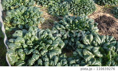 1月の家庭菜園のターサイ 110639276