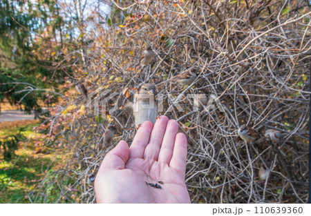 Sparrow eats seeds from a man's hand 110639360