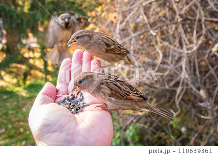Sparrow eats seeds from a man's hand Sparrow eats seeds from a man's hand 110639361