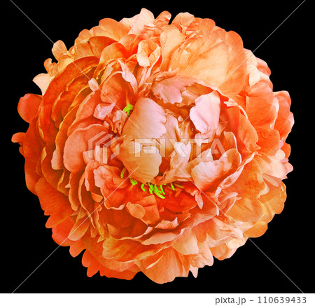 Orange peony flower on black isolated background with clipping path. Closeup. Flower on a green stem. Nature. Orange peony flower on black isolated background with clipping path. Closeup. Flower on a green stem. Nature. 110639433