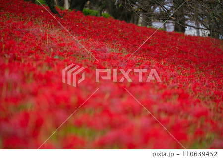 幸手権現堂堤の曼珠沙華 110639452