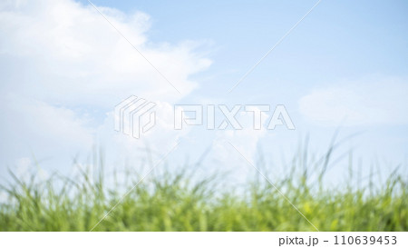 夏の爽やかな青空と草原 110639453