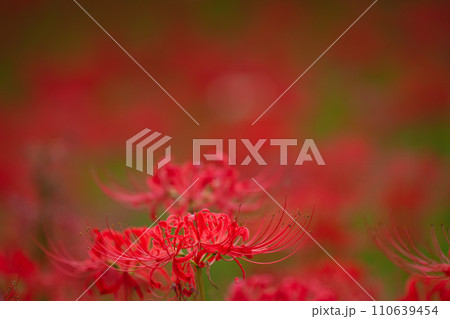 幸手権現堂堤の曼珠沙華 幸手権現堂堤の曼珠沙華 110639454