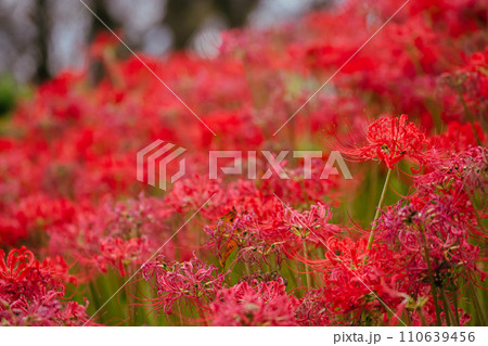 幸手権現堂堤の曼珠沙華 110639456