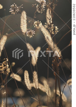 あさのひかりと猫じゃらし あさのひかりと猫じゃらし 110639502