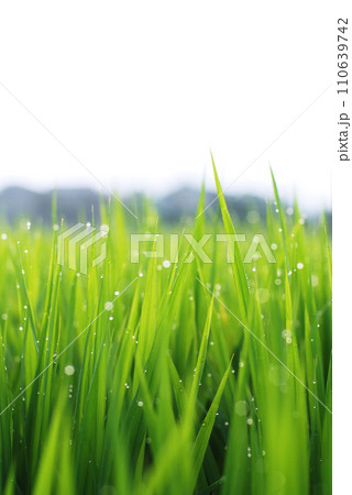 朝露の麦畑 110639742