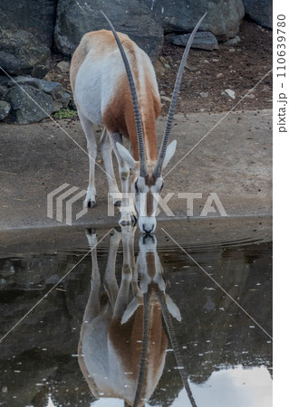 サファリパーク 110639780